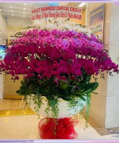 Chậu Hoa Lan Hồ Điệp Lộc Lan Song Sắc