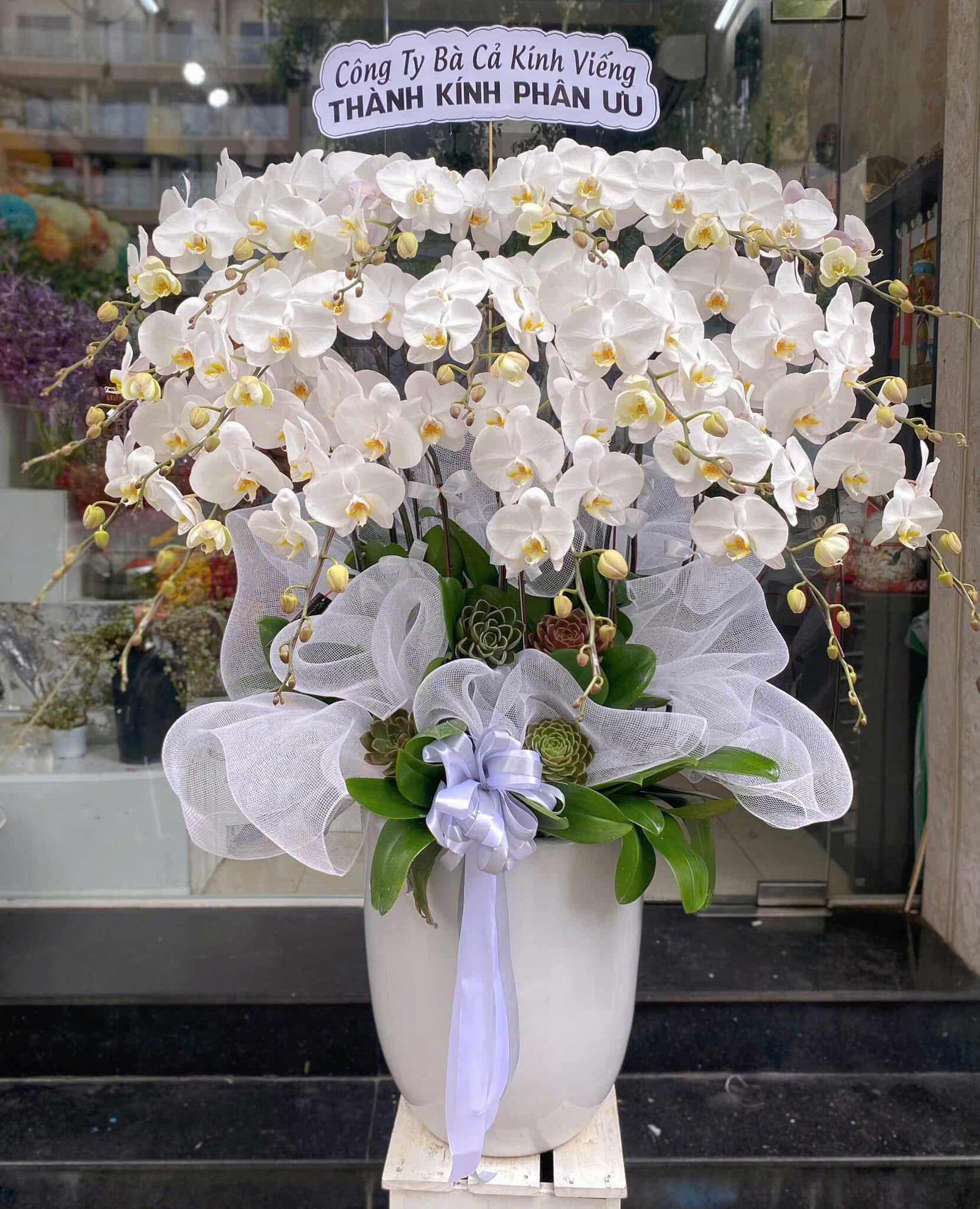 Lan Hồ Điệp trắng thành kính phân ưu tường vi flower