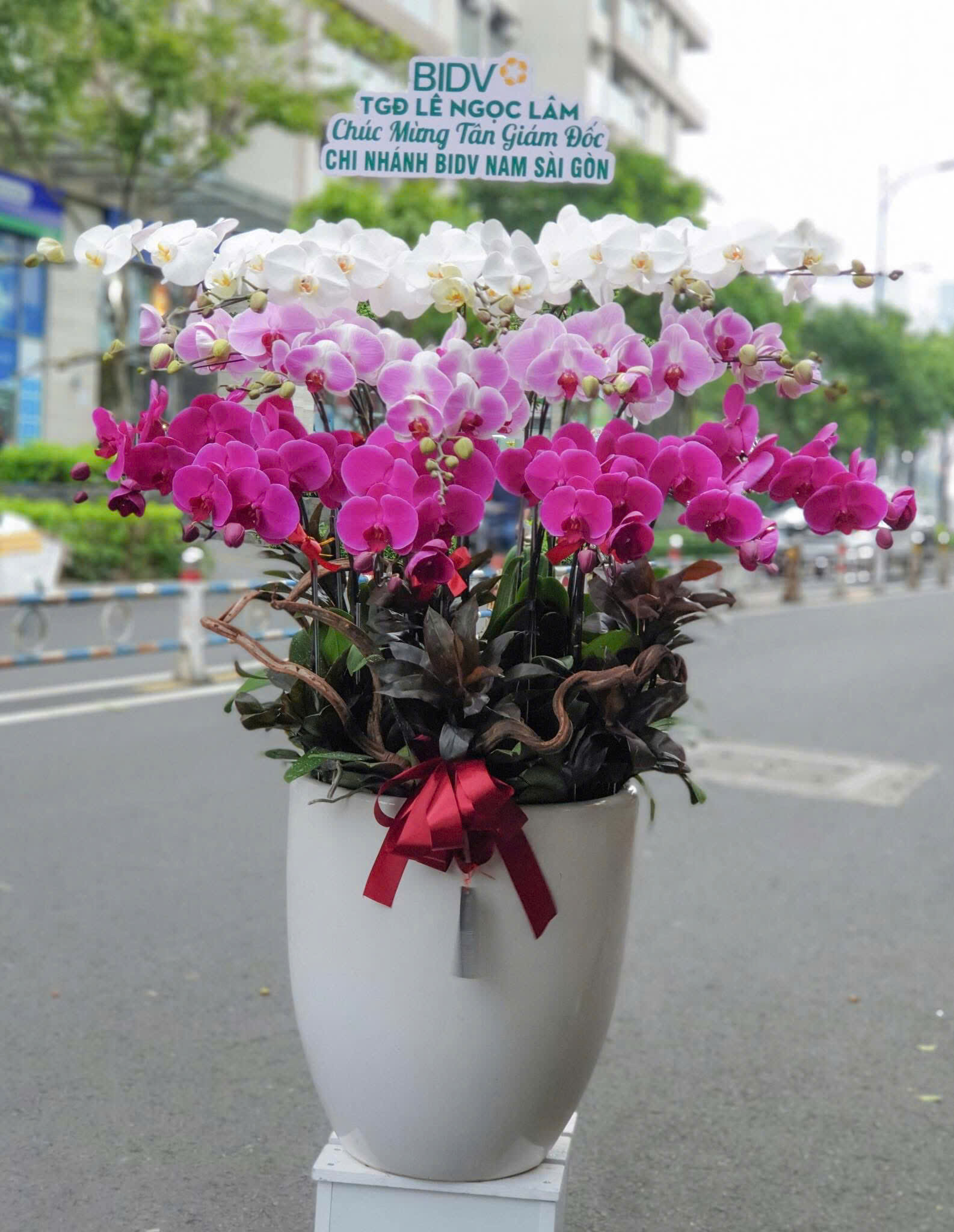 chậu lan hồ điệp lộc lan song sắc