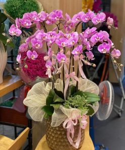 Hoa Lan Hồ Điệp