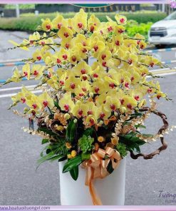 Chậu lan hồ điệp vàng tường vi flower