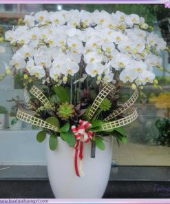 Lan Hồ Điệp Tinh Khôi Vạn Phúc – Chậu Hoa Trắng Sang Trọng Mang May Mắn An Lành