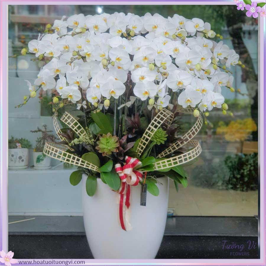 lan-ho-diep-tinh-khoi-van-phuc-tuong-vi-flower Lan Hồ Điệp Tinh Khôi Vạn Phúc – Chậu Hoa Trắng Sang Trọng Mang May Mắn An Lành