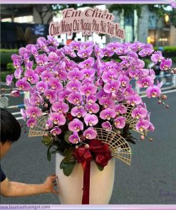 Chậu Lan Hồ Điệp Tử Lan Vạn Phúc