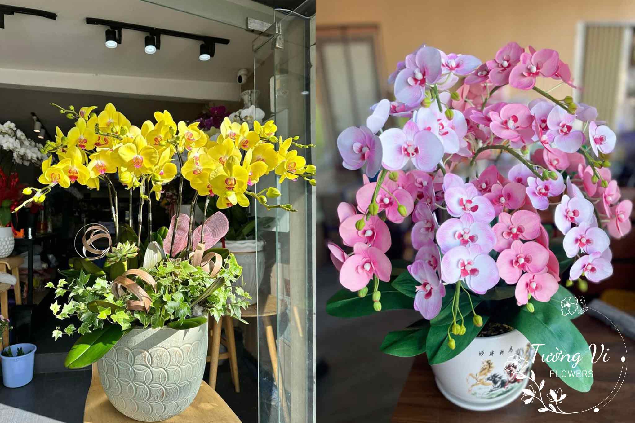 Chậu hoa lan hồ điệp tặng đối tác sang trọng