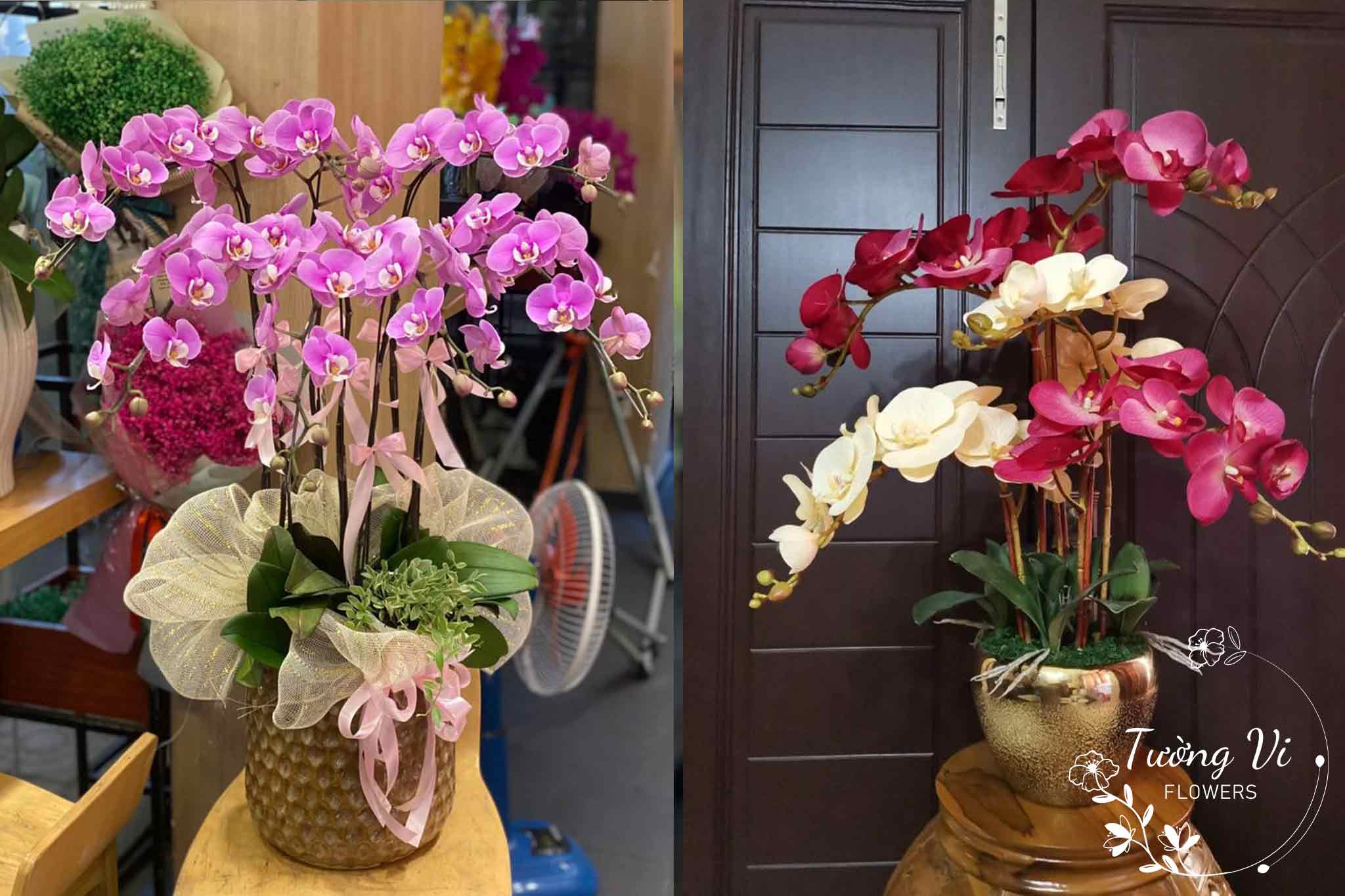 chậu hoa lan hồ điệp mừng sinh nhật bạn bè