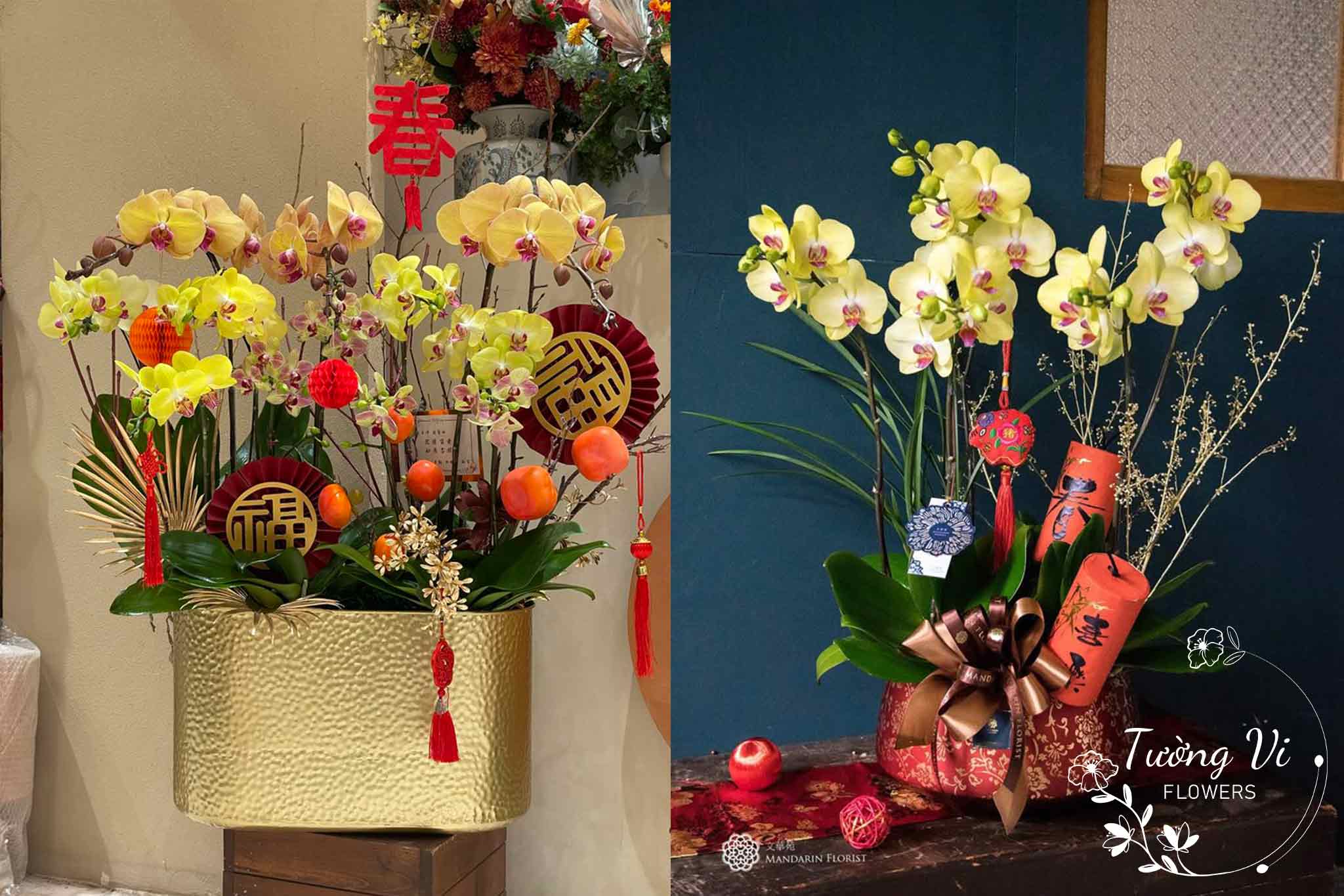 Chậu hoa lan hồ điệp mừng lễ Tết 