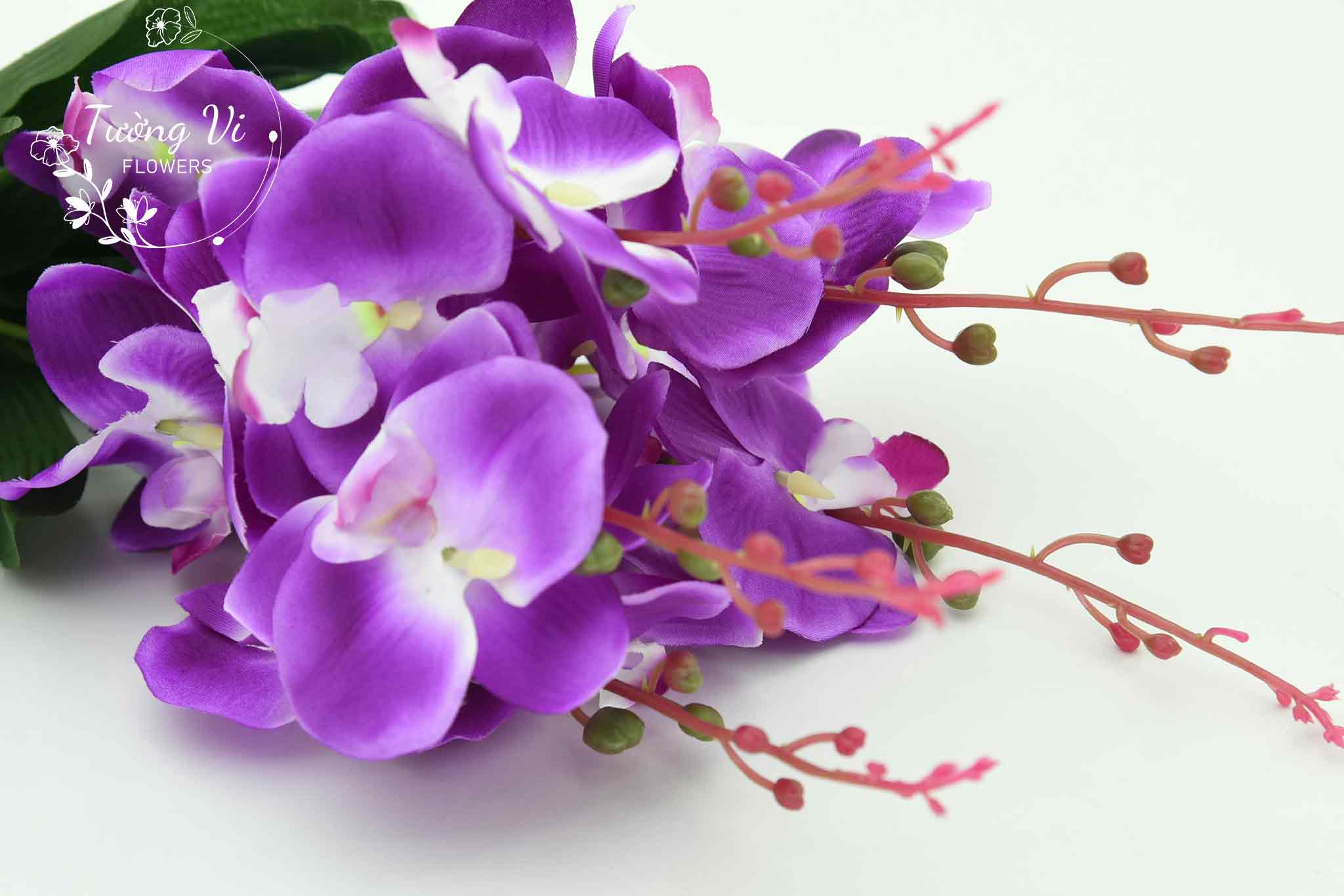 hoa lan hồ điệp màu tím sang trọng