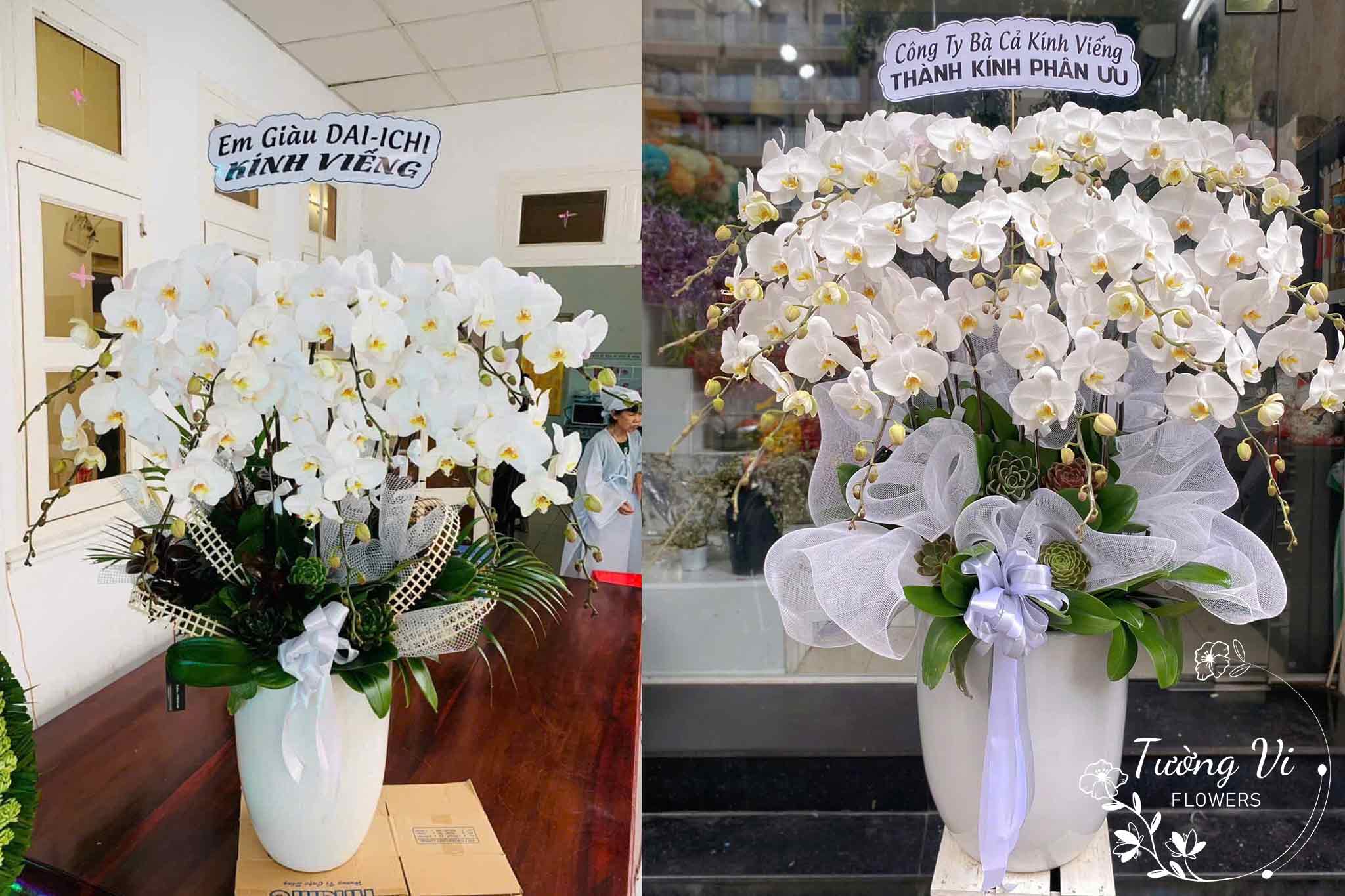 chậu hoa lan hồ điệp chia buồn sang trọng