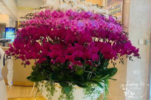 Chậu hoa lan hồ điệp sang trọng mix màu